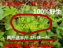 Wild freshly dug fresh Lara seedling 葎 草 刺 刺 藤 藤 五 五 五 五 500g 采 采 现 发 发 发 发 发 发 发 发