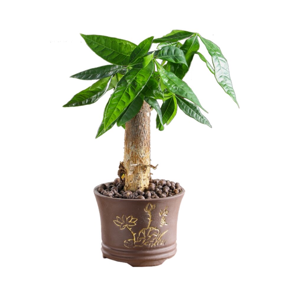 发财树盆栽室内客厅绿植小盆景吸甲醛植物