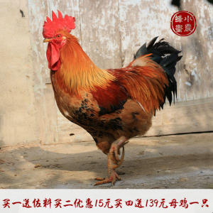 正宗农家散养山里二到三年左右 老公鸡 土鸡 公
