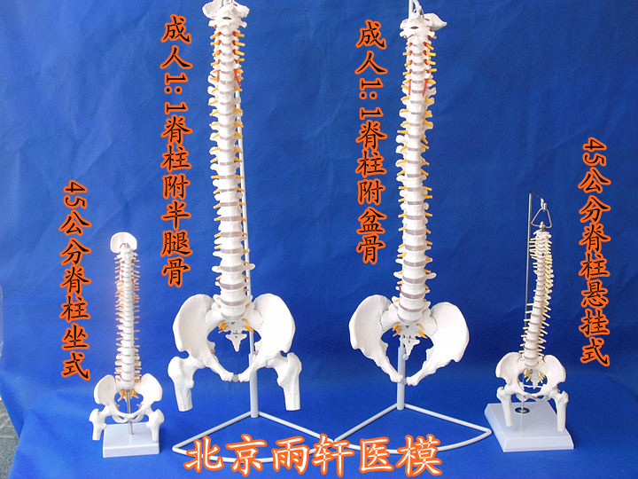 人体脊柱模型人体骨骼大脊椎成人1:1带颈椎胸椎尾椎椎骨骨盆模型
