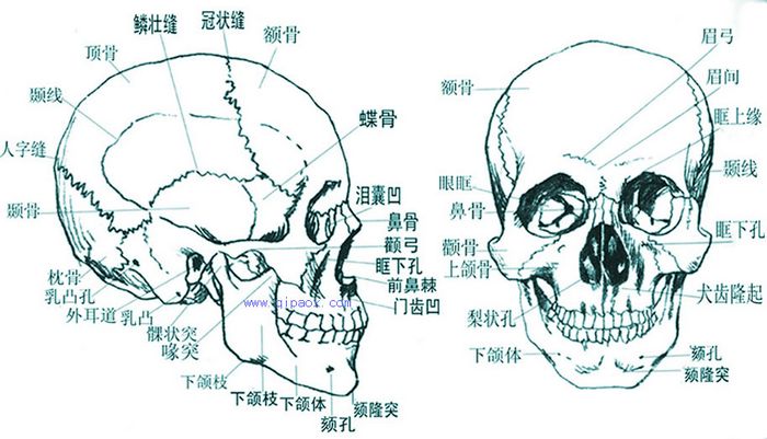 头骨模型头颅骨模型骷髅头模型人体骨骼脊柱模型 医用