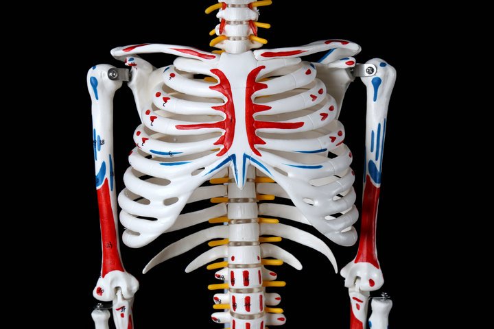 人体骨骼模型45 85cm骨架模型 人体脊柱模型脊椎模型医学教学骨骼