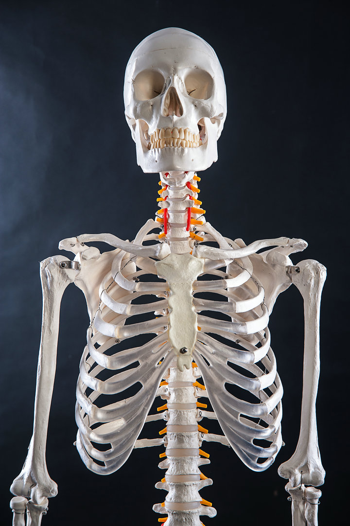 厂家直销美术艺用医学最标准的170cm人体大骨骼模型 骷髅骨架标本