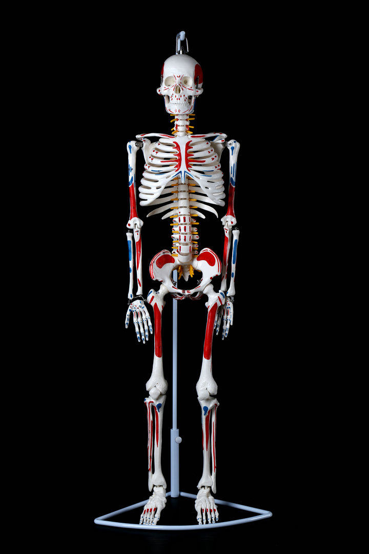 人体骨骼模型45 85cm骨架模型 人体脊柱模型脊椎模型医学教学骨骼