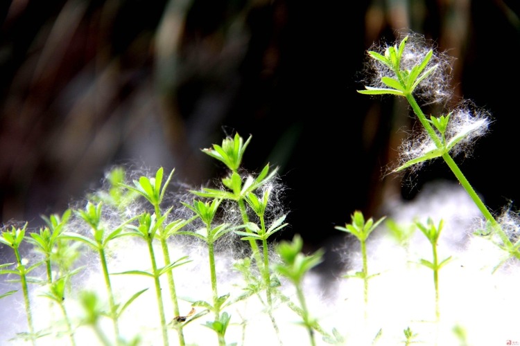 花粉飘絮迷人眼,过敏月要靠它们扛过去了