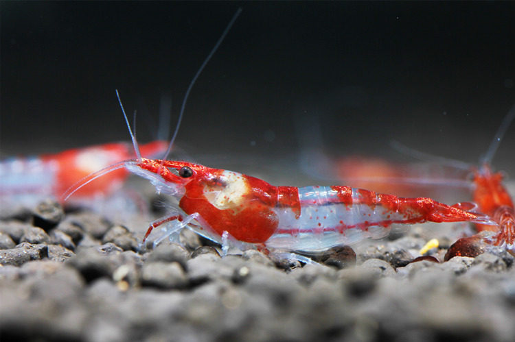 品质虾坊红琉璃虾台湾出口级成体虾基因稳定活体宠物观赏除藻虾_双氙