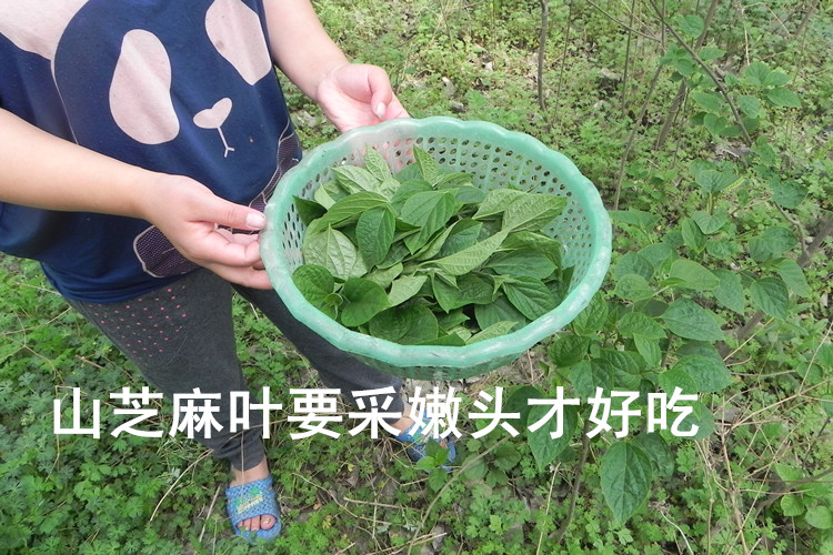 正品天然野生山芝麻叶干货脱水蔬菜山野菜土特产农副产品