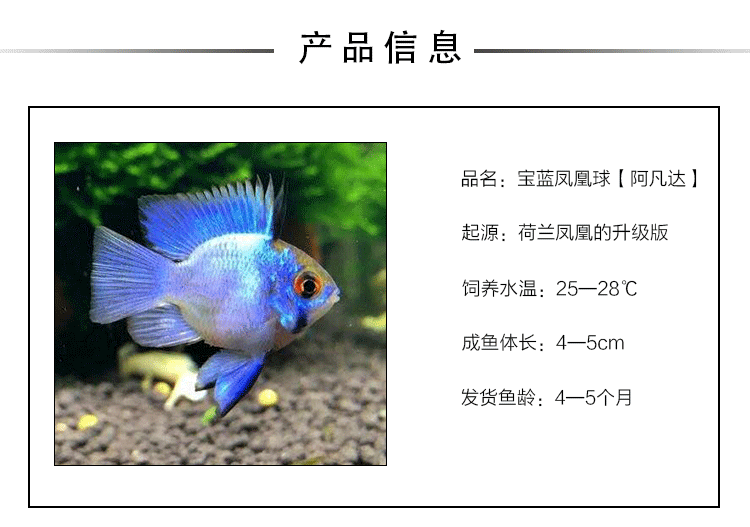 观赏鱼,淡水鱼,热带鱼阿凡达 满额包邮_不打折现价15元