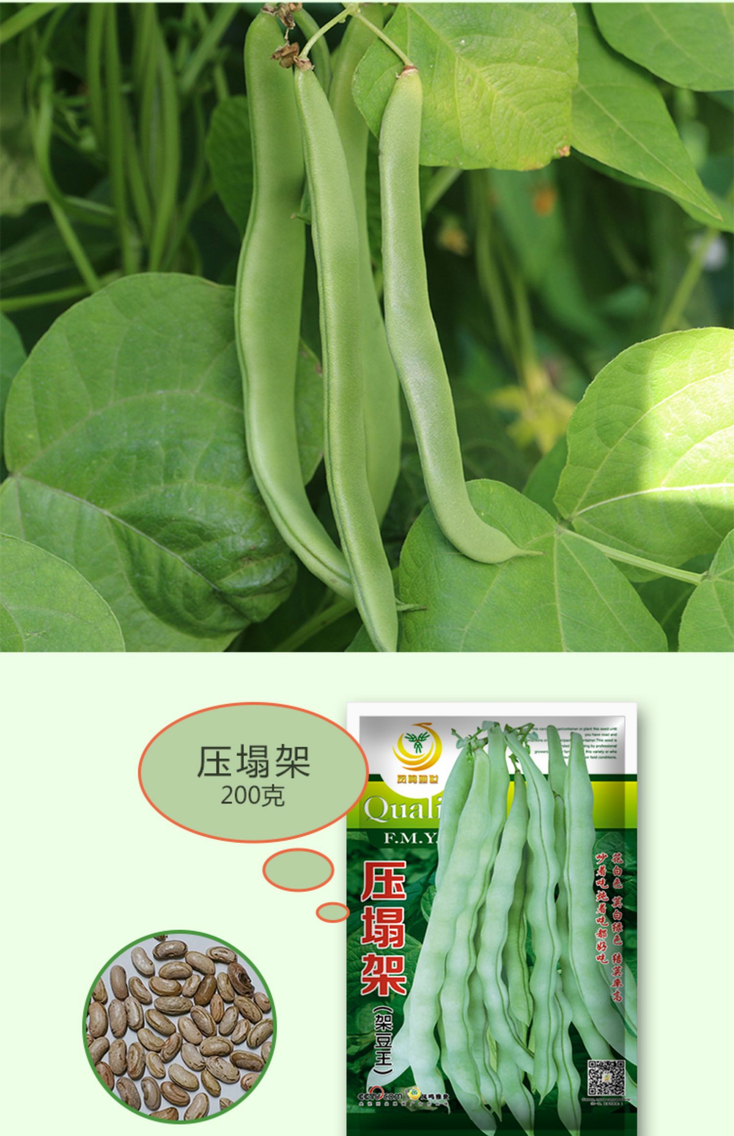 架豆王四季豆种子压塌架豆角种籽农家大棚春四季种植高产蔬菜种孑