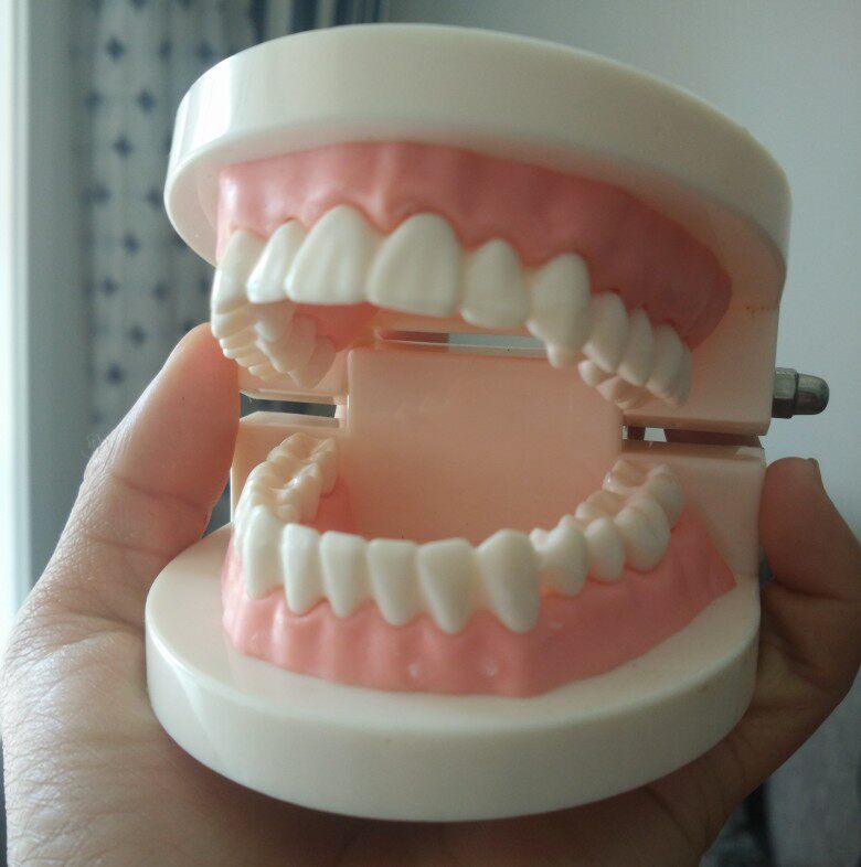 牙科模型 口腔材料齿科幼教教学练习用仿真简单假牙 1比1牙齿模型_双