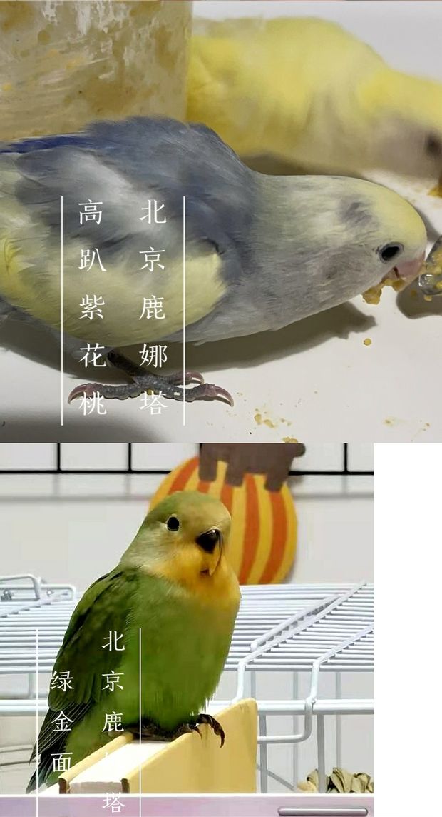 合法面类桃脸牡丹鹦鹉幼鸟手养亲人雏鸟牡丹雏鸟绿桃紫罗兰