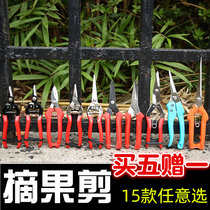 Grape fruit cut citrus cut orange cut fruit cut fruit cut fruit cut fruit shear fruit cut and pick warp scissors