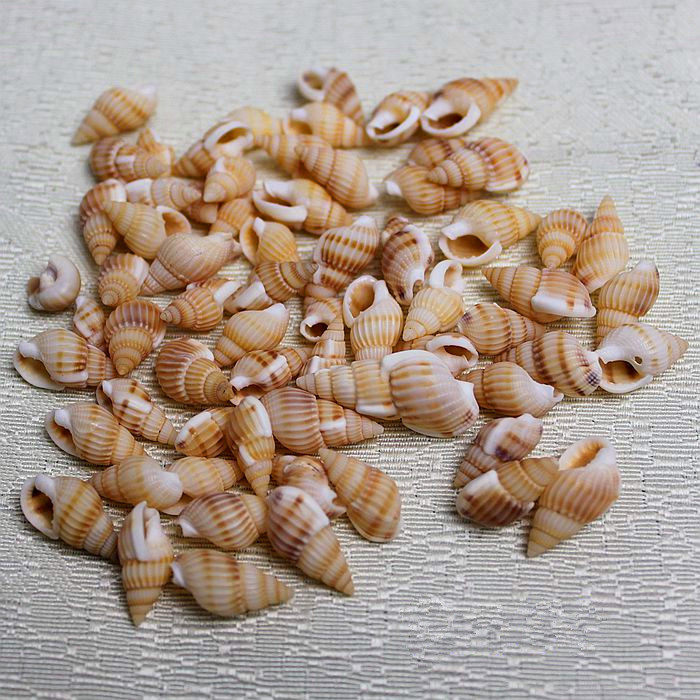 天然小海螺贝壳 小黄螺特价1元50个家居地台装饰创意diy材料批发