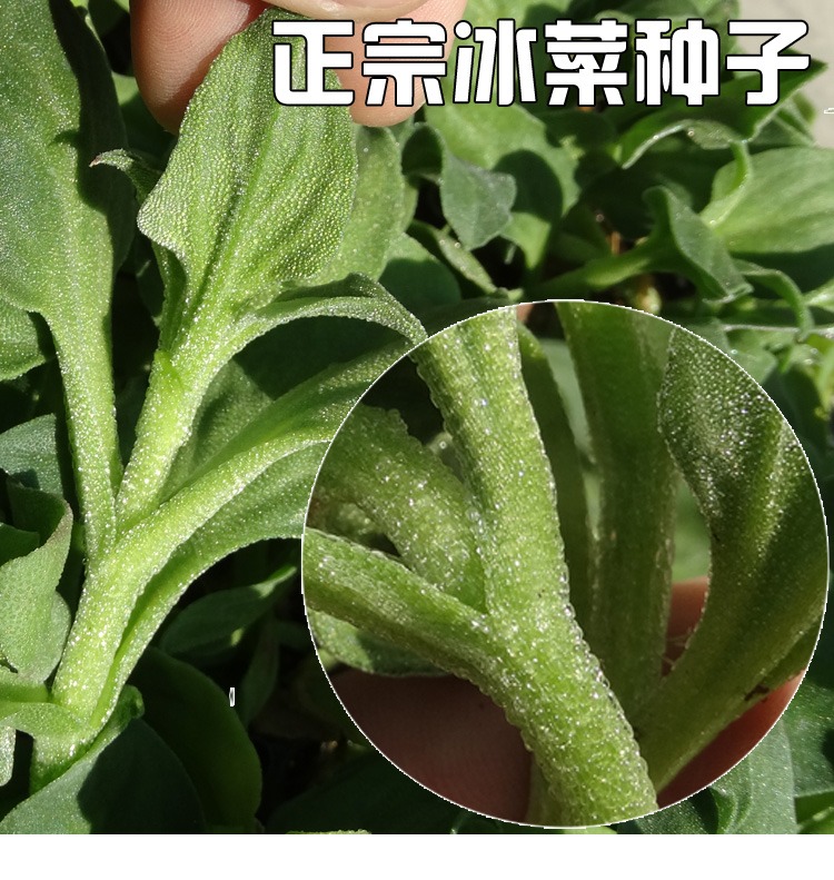 冰菜种子包邮免邮 家庭 四季 冰草种子非洲 冰菜蔬菜种子