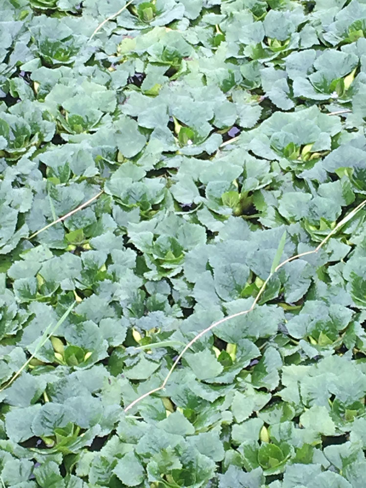 1份1斤野生四角青色菱角菱角藤 新鲜采摘 干菱角蒂 菱角菜 菱角藤