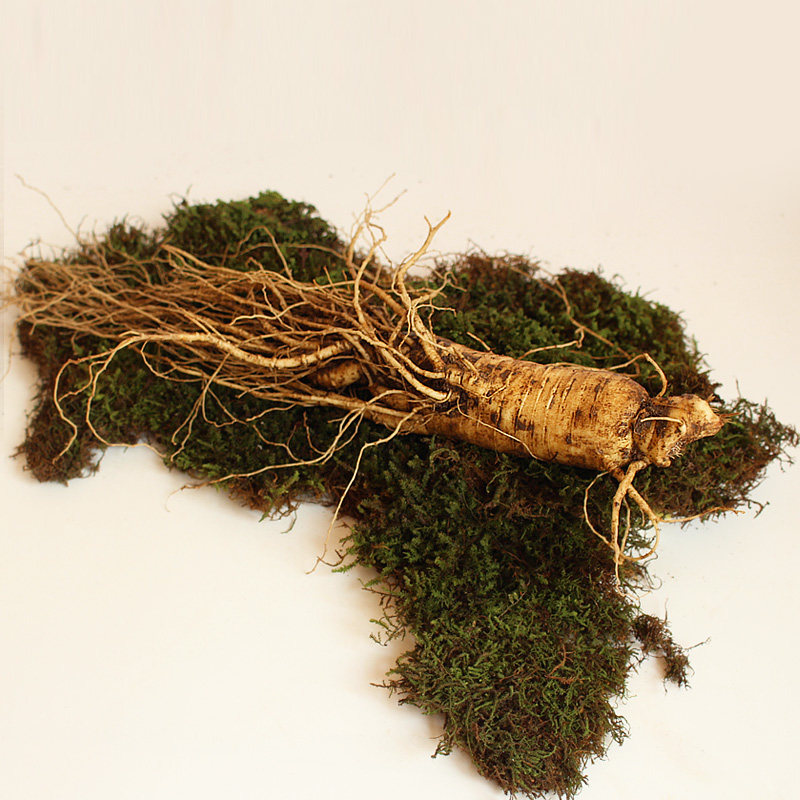 【宝丰源旗舰店】50克大参顺丰包邮东北吉林长白山新鲜人参 现挖现卖