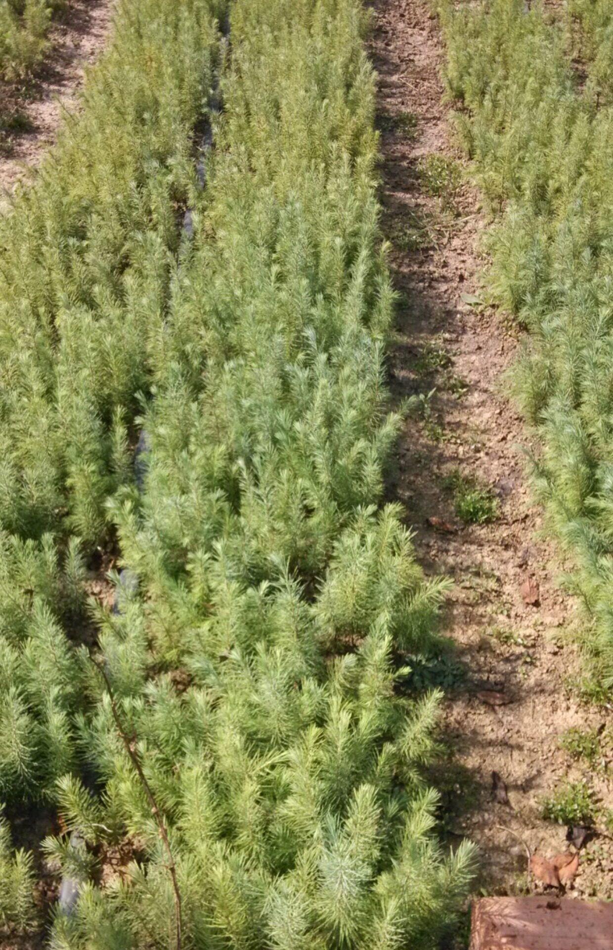 雪松树苗小苗塔松圣诞树迎客松庭院公园 绿化工程苗木包邮_双氙车灯