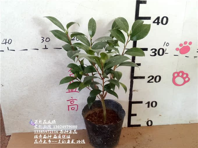 纯色青叶贝拉 贝拉大玫瑰山茶之都七仙女花蝴蝶等各种图片
