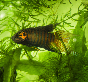 斗鱼 中国斗鱼 叉尾斗鱼 国斗普叉 活体小型观赏鱼 自家繁殖 冷水鱼