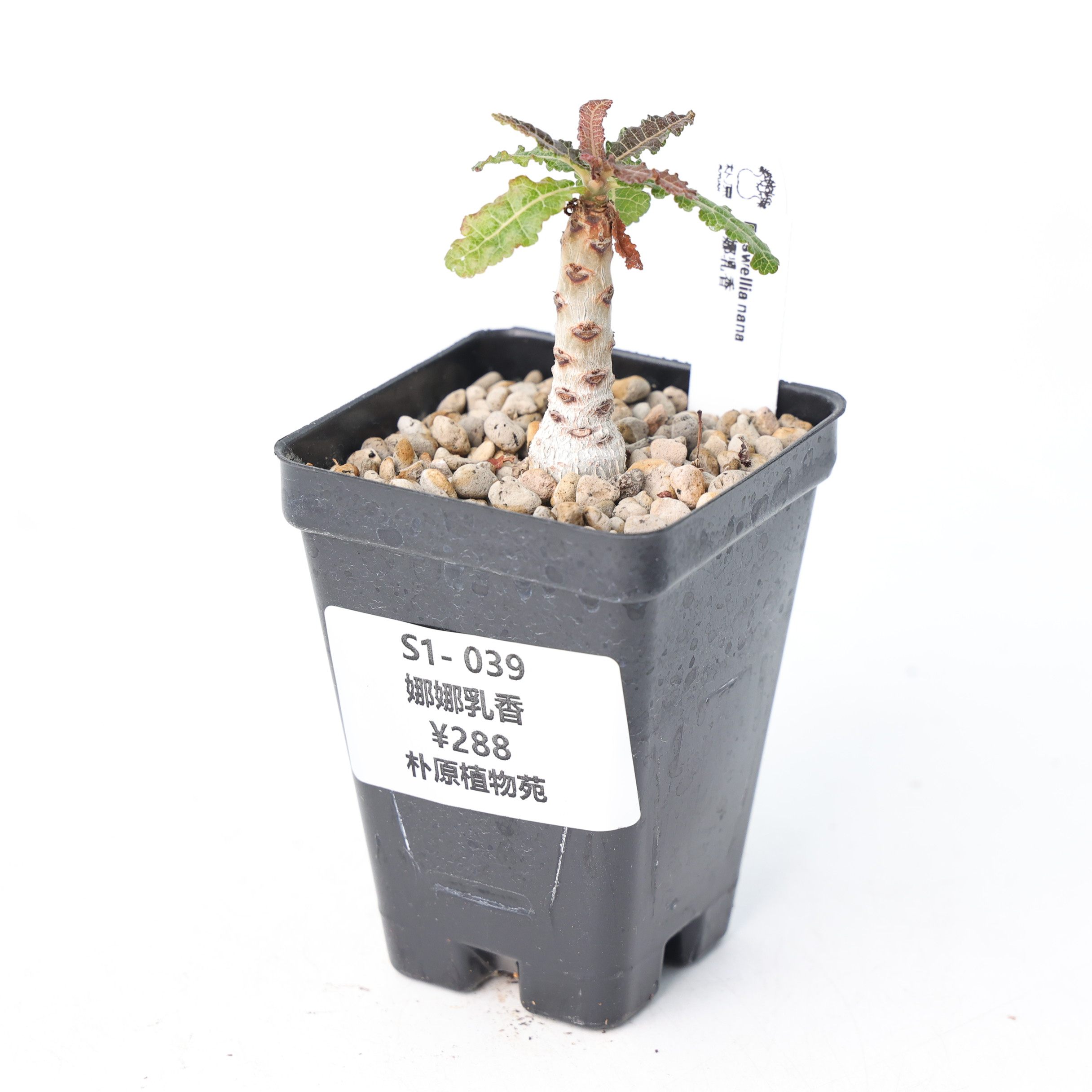 ボスウェリア ナナ 【国内実生】【Lサイズ】 【公式通販】