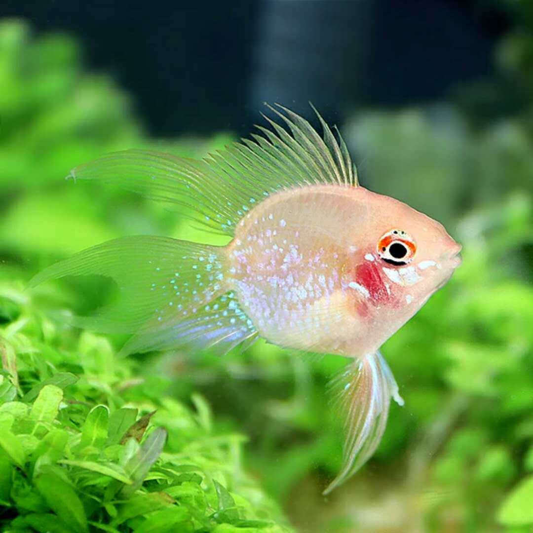 尼莫小鱼 金波子荷兰凤凰球热带观赏鱼