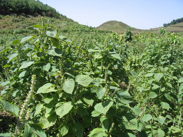 贵州特产农家种植苏麻干苏麻籽引子糖包汤圆粑粑酥麻苏子500g包邮