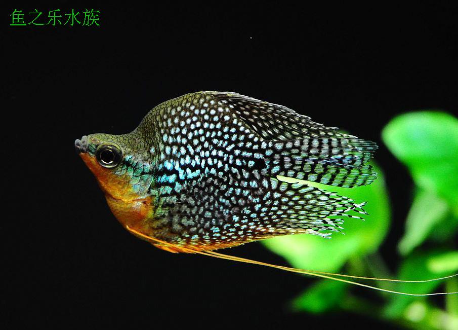 马甲球鱼珍珠马甲球鱼草缸鱼淡水鱼热带鱼观赏鱼活体小热带鱼活体_双