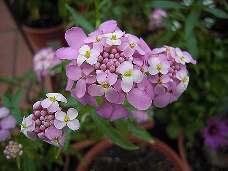 蜂室花 十字花科芳香花卉 花期长耐寒 花团锦簇