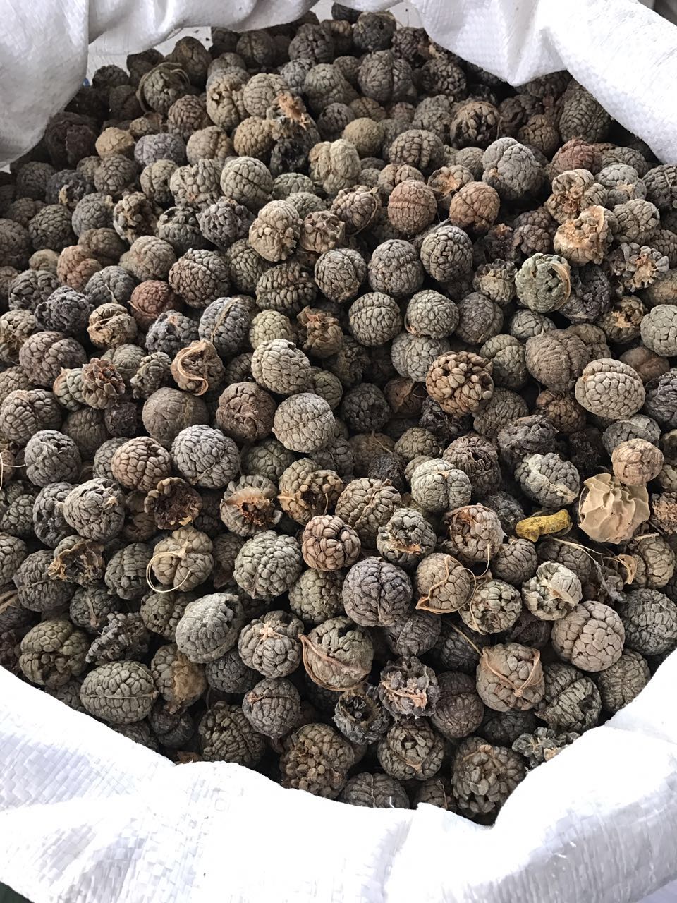 精选草豆蔻草寇中草寇草扣老蔻老扣中药材卤料调料可打粉50g