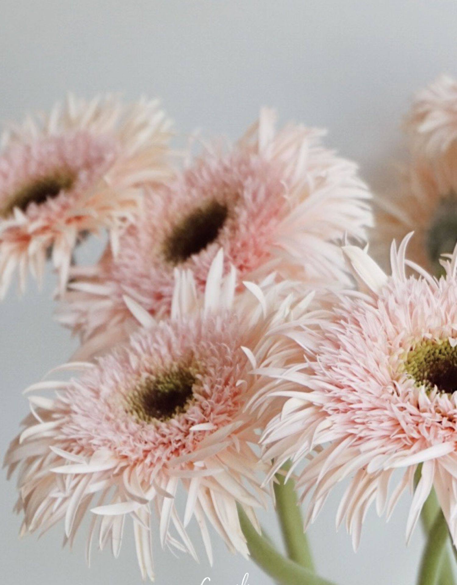 cecilia 进口拉丝弗朗非洲菊淡粉色小众毛边鲜切花云南直发空运