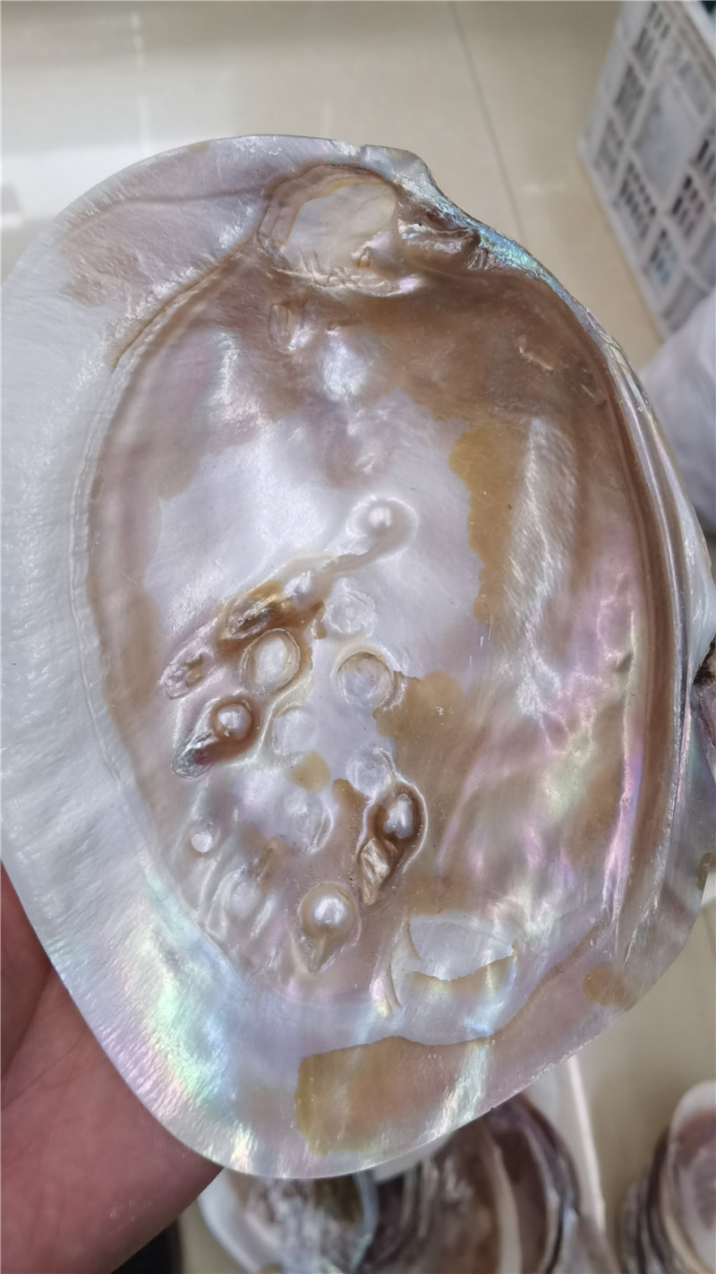 珍珠贝珍珠蚌壳装饰收纳盘工艺品拍摄道具diy家居摆件装饰品