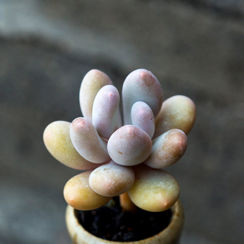 精养桃美人老桩多肉植物萌肉肉多肉室内小盆栽花卉花陌派云南基地_7折