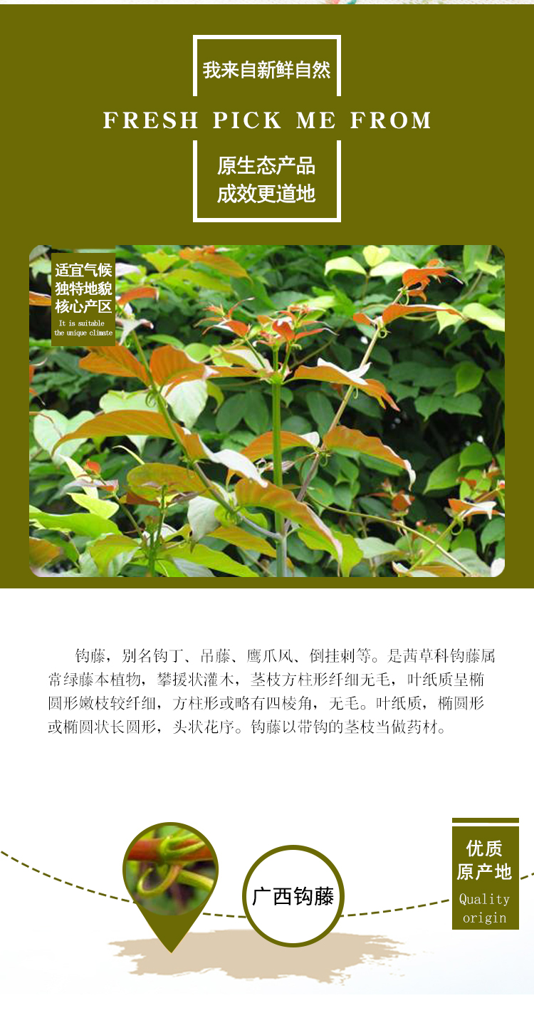 中药材 钩藤钩丁鹰爪风吊风根金钩草,倒挂刺 500克