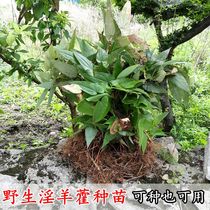 Guizhou wild Epimedium seedling Whole seedling Medicinal seedling seedling kinky foreign Hedgehog Fairy spirit spleen 500g Premium grade