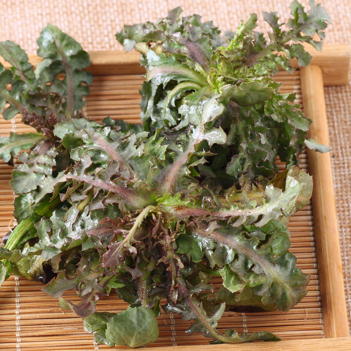 东北山菜苦菜野生山野菜新鲜蔬菜苦碟子苦麻子菜250g 2斤顺丰包邮