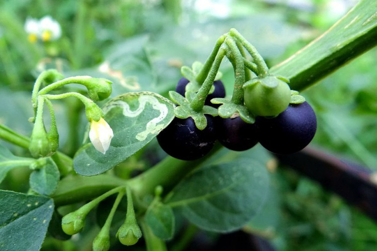 上等龙葵果 干龙葵子 龙葵籽 天茄子 黑天天苦葵