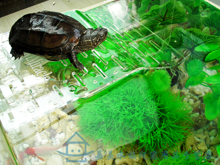 用型鱼缸龟缸乌龟鱼混养造景灯浮台鱼龟混养生