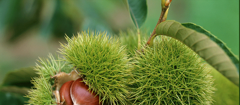 真贵子即食板栗甘栗坚果山东临沂莒南特产 金贵子油栗