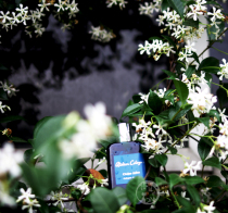 Spot Ourong Cedar love Cedre Atlas 30ml 100ml leather case Literature