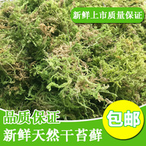 New Moss Moss Moss turtle hibernation transport mat dry moss orchid Dendrobium officinale plant grafting