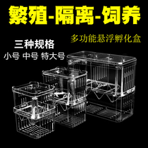 Fish Fry breeding box Guppies fish incubation box fish tank isolation box juvenile fish Betta box live isolation box large