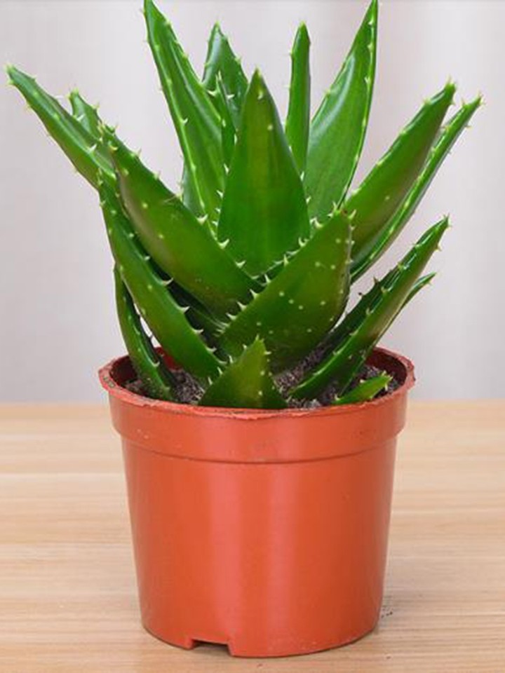 水榭花乡芦荟防辐射水养小盆栽