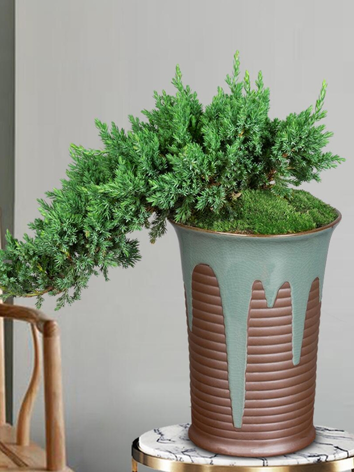 艺韵珍珠柏盆景老桩山水造型