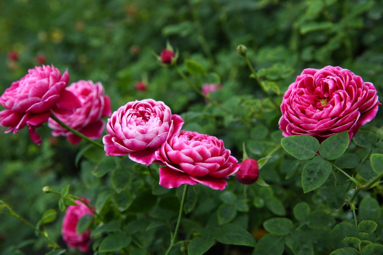 玛丽玫瑰,让你看一眼就忘不了的月季妖花