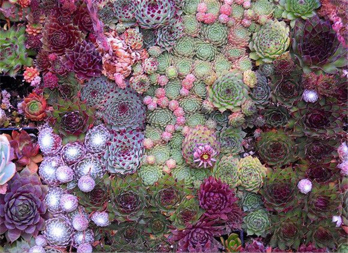 多肉植物植材之 水苔(草苔)