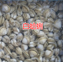 Lianyungang Seafood Seafood specie Seafood Live Shellfish Clams White Clam White Clam 250 gr