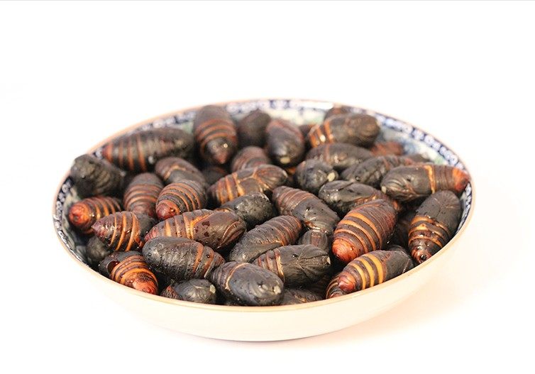 东北黑蚕蛹 鲜活 茧蛹 柞树蚕蛹 新鲜茧蛹 14年新货 促销3斤包邮