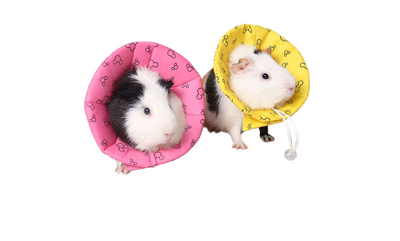 超小幼猫宠物防咬伊丽莎白项圈仓鼠松鼠龙猫荷兰猪兔子保护头套软_7折