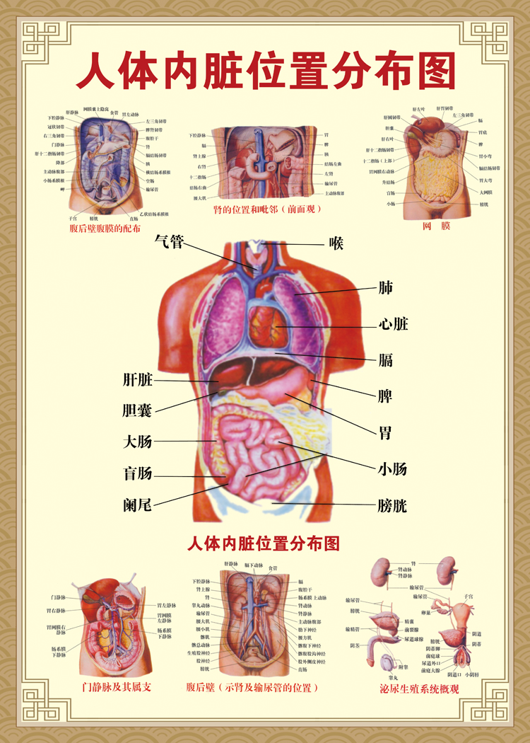 人体结构图穴位医学人体解剖图片内脏器官骨骼肌肉构造挂图画全身