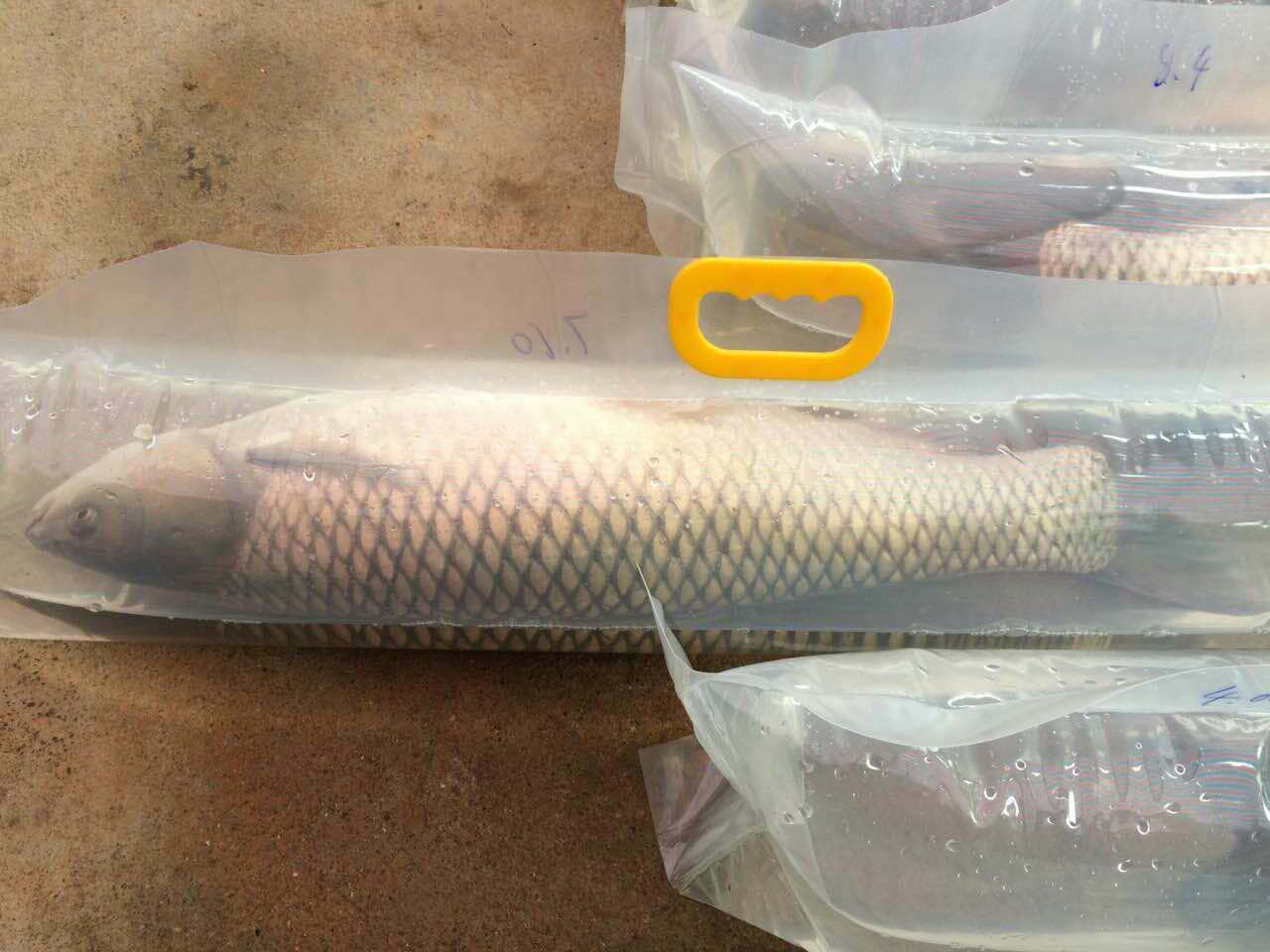 鸭嘴鱼氧气袋鲟鱼氧气袋活鱼运输袋鱼苗袋观赏鱼活鱼氧气袋订做